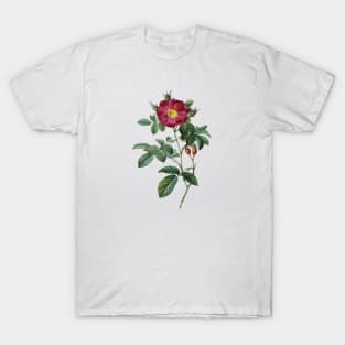 Dark Red Rose Flower Vintage Botanical Illustration T-Shirt